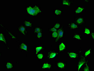 DAZL Antibody - Immunofluorescent analysis of U251 cells using DAZL Antibody at a dilution of 1:100 and Alexa Fluor 488-congugated AffiniPure Goat Anti-Rabbit IgG(H+L)
