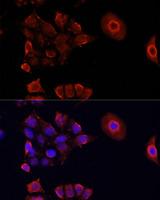 DAZL Antibody - Immunofluorescence analysis of HeLa cells using DAZL Polyclonal Antibody at dilution of 1:100.Blue: DAPI for nuclear staining.