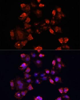 DAZL Antibody - Immunofluorescence analysis of HeLa cells using DAZL Polyclonal Antibody at dilution of 1:100.Blue: DAPI for nuclear staining.