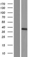 DAZL Protein - Western validation with an anti-DDK antibody * L: Control HEK293 lysate R: Over-expression lysate