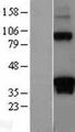 DAZL Protein - Western validation with an anti-DDK antibody * L: Control HEK293 lysate R: Over-expression lysate