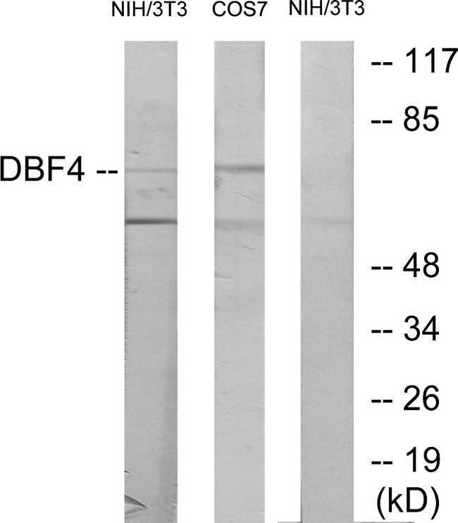 DBF4 Antibody - Western blot analysis of lysates from NIH/3T3 cells, treated with H2O2 100uM 30', COS7 treated with PMA 125ng/ml 30',using DBF4 Antibody. The lane on the right is blocked with the synthesized peptide.