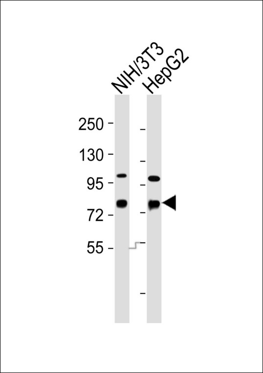 DBF4 Antibody - All lanes : Anti-DBF4 Antibody at 1:1000 dilution Lane 1: NIH/3T3 whole cell lysates Lane 2: HepG2 whole cell lysates Lysates/proteins at 20 ug per lane. Secondary Goat Anti-Rabbit IgG, (H+L),Peroxidase conjugated at 1/10000 dilution Predicted band size : 77 kDa Blocking/Dilution buffer: 5% NFDM/TBST.