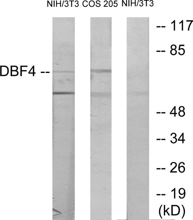 DBF4 Antibody - Western blot analysis of extracts from NIH-3T3 cells treated with H2O2 (100uM, 30mins) and COS-7 cells treated with PMA (125mg/ml, 30mins), using DBF4 antibody.