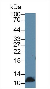 DBI / ACBD1 Antibody - Western Blot; Sample: Rat Liver lysate; Primary Ab: 1µg/ml Rabbit Anti-Mouse DBI Antibody Second Ab: 0.2µg/mL HRP-Linked Caprine Anti-Rabbit IgG Polyclonal Antibody