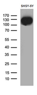 DBN1 / Drebrin Antibody - Western blot analysis of extracts. (35ug) from SHSY-5Y cell line by using anti-DBN1 monoclonal antibody. (1:500)