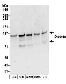 DBN1 / Drebrin Antibody - Detection of human and mouse Drebrin by western blot. Samples: Whole cell lysate (50 µg) from HeLa, HEK293T, Jurkat, mouse TCMK-1, and mouse NIH 3T3 cells prepared using NETN lysis buffer. Antibodies: Affinity purified rabbit anti-Drebrin antibody used for WB at 0.1 µg/ml. Detection: Chemiluminescence with an exposure time of 30 seconds.