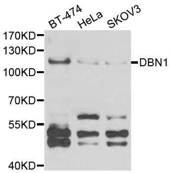 DBN1 / Drebrin Antibody - Western blot analysis of extracts of various cell lines.