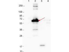 DbpA Antibody - Western blot showing detection of 0.1 µg recombinant proteins in western blot. Lane 1: Molecular weight markers. Lane 2: MBP-DbpA fusion protein (arrow; expected MW: 60.9 kDa). Lane 3: DbpA, MBP removed by TEV cleavage. Lane 4: MBP alone. Protein was run on a 4-20% gel, then transferred to 0.45 µm nitrocellulose. After blocking with 1% BSA-TTBS overnight at 4°C, primary antibody was used at 1:1000 at room temperature for 30 min. HRP-conjugated Goat-Anti-Rabbit secondary antibody was used at 1:40,000 in MB-070 blocking buffer and imaged on the VersaDoc MP 4000 imaging system (Bio-Rad).