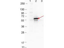 DbpB Antibody - Western blot showing detection of 0.1 µg of recombinant DbpB protein. Lane 1: Molecular weight markers. Lane 2: MBP-DbpB fusion protein (arrow; expected MW = 60.3 kDa). Lane 3: MBP alone. Protein was run on a 4-20% gel, then transferred to 0.45 µm nitrocellulose. After blocking with 1% BSA-TTBS overnight at 4°C, primary antibody was used at 1:1000 at room temperature for 30 min. HRP-conjugated Goat-Anti-Rabbit secondary antibody was used at 1:40,000 in MB-070 blocking buffer and imaged on the VersaDoc MP 4000 imaging system (Bio-Rad).