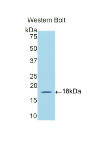 DBR1 Antibody - Western blot of recombinant DBR1.  This image was taken for the unconjugated form of this product. Other forms have not been tested.