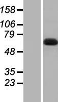 DBR1 Protein - Western validation with an anti-DDK antibody * L: Control HEK293 lysate R: Over-expression lysate