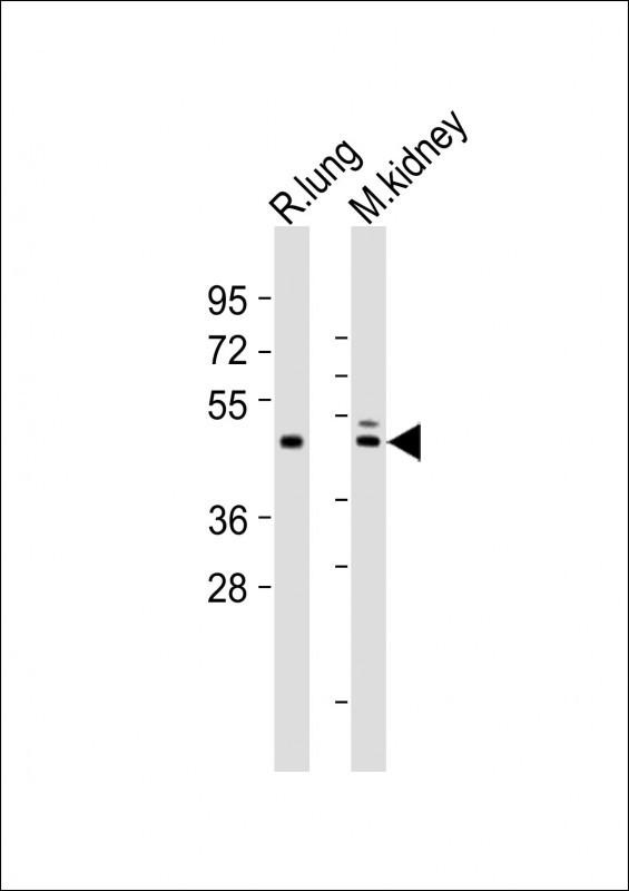 DBX1 Antibody - All lanes : Anti-Dbx1 Antibody at 1:2000 dilution Lane 1: rat lung lysates Lane 2: mouse kidney lysates Lysates/proteins at 20 ug per lane. Secondary Goat Anti-Rabbit IgG, (H+L), Peroxidase conjugated at 1/10000 dilution Predicted band size : 36 kDa Blocking/Dilution buffer: 5% NFDM/TBST.
