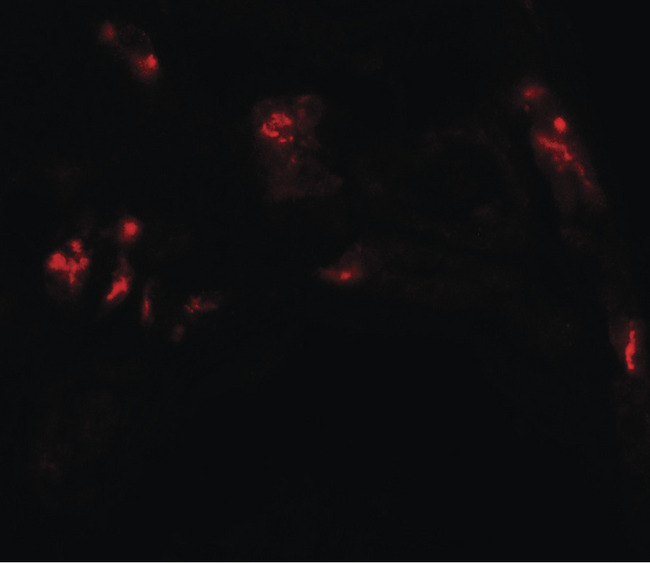 DBX1 Antibody - Immunofluorescence of DBX1 in human kidney tissue with DBX1 antibody at 20 ug/ml.