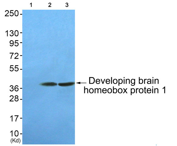 DBX1 Antibody - Western blot of extracts from COS-7 and HUVEC cells, using Developing brain homeobox protein 1 Antibody,the lane on the left is blocked with the synthesized peptide.