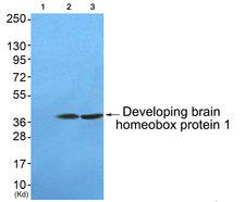 DBX1 Antibody - Western blot of extracts from COS-7 and HUVEC cells, using Developing brain homeobox protein 1 Antibody,the lane on the left is blocked with the synthesized peptide.