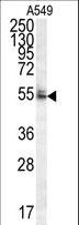 DCAF10 Antibody - WDR32 Antibody western blot of A549 cell line lysates (35 ug/lane). The WDR32 antibody detected the WDR32 protein (arrow).