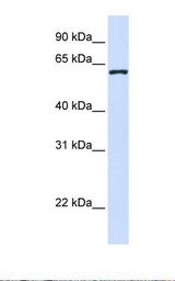 DCAF12 / WDR40A Antibody - 293T cell lysate. Antibody concentration: 1.0 ug/ml. Gel concentration: 12%.  This image was taken for the unconjugated form of this product. Other forms have not been tested.