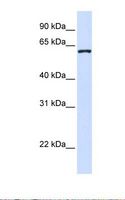 DCAF12 / WDR40A Antibody - 293T cell lysate. Antibody concentration: 1.0 ug/ml. Gel concentration: 12%.  This image was taken for the unconjugated form of this product. Other forms have not been tested.