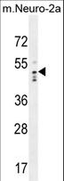 DCAF13 / WDSOF1 Antibody - WDSOF1 Antibody western blot of mouse Neuro-2a cell line lysates (35 ug/lane). The WDSOF1 antibody detected the WDSOF1 protein (arrow).
