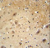 DCAF13 / WDSOF1 Antibody - WDSOF1 antibody immunohistochemistry of formalin-fixed and paraffin-embedded human brain tissue followed by peroxidase-conjugated secondary antibody and DAB staining.
