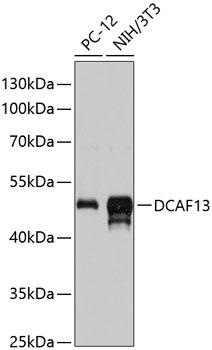 DCAF13 / WDSOF1 Antibody - Western blot analysis of extracts of various cell lines using DCAF13 Polyclonal Antibody at dilution of 1:3000.