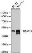 DCAF13 / WDSOF1 Antibody - Western blot analysis of extracts of various cell lines using DCAF13 Polyclonal Antibody at dilution of 1:3000.