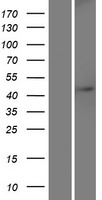 DCAF4L1 Protein - Western validation with an anti-DDK antibody * L: Control HEK293 lysate R: Over-expression lysate