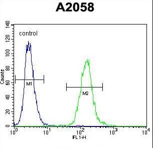 DCAF4L2 Antibody - WDR21C Antibody flow cytometry of A2058 cells (right histogram) compared to a negative control cell (left histogram). FITC-conjugated goat-anti-rabbit secondary antibodies were used for the analysis.