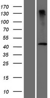 DCAF4L2 Protein - Western validation with an anti-DDK antibody * L: Control HEK293 lysate R: Over-expression lysate
