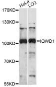 DCAF6 / NRIP Antibody - Western blot analysis of extracts of various cell lines, using IQWD1 antibody at 1:1000 dilution. The secondary antibody used was an HRP Goat Anti-Rabbit IgG (H+L) at 1:10000 dilution. Lysates were loaded 25ug per lane and 3% nonfat dry milk in TBST was used for blocking. An ECL Kit was used for detection and the exposure time was 30s.
