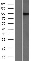 DCAF6 / NRIP Protein - Western validation with an anti-DDK antibody * L: Control HEK293 lysate R: Over-expression lysate