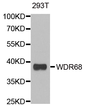 DCAF7 / WDR68 Antibody - Western blot analysis of extracts of 293T cells.