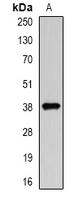 DCAF7 / WDR68 Antibody - Western blot analysis of DCAF7 expression in HEK293T (A) whole cell lysates.