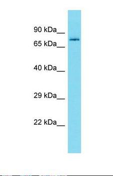 DCAF8 / WDR42A Antibody - Western blot of Human 721_B. DCAF8 antibody dilution 1.0 ug/ml.  This image was taken for the unconjugated form of this product. Other forms have not been tested.