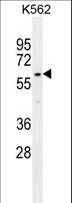 DCAF8L2 Antibody - WDR42C Antibody western blot of K562 cell line lysates (35 ug/lane). The WDR42C antibody detected the WDR42C protein (arrow).