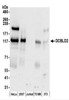DCBLD2 Antibody - Detection of Human and Mouse DCBLD2 by Western Blot. Samples: Whole cell lysate (50 ug) prepared using NETN buffer from HeLa, 293T, Jurkat, mouse TCMK-1, and mouse NIH3T3 cells. Antibodies: Affinity purified rabbit anti-DCBLD2 antibody used for WB at 0.4 ug/ml. Detection: Chemiluminescence with an exposure time of 30 seconds.