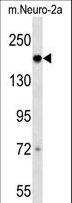 DCC Antibody - Mouse Dcc Antibody western blot of mouse Neuro-2a cell line lysates (35 ug/lane). The Dcc antibody detected the Dcc protein (arrow).