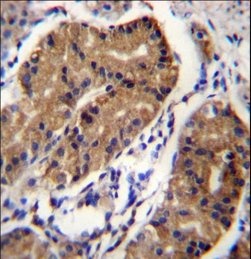 DCC Antibody - DCC Antibody immunohistochemistry of formalin-fixed and paraffin-embedded human stomach tissue followed by peroxidase-conjugated secondary antibody and DAB staining.