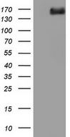 DCC Antibody - HEK293T cells were transfected with the pCMV6-ENTRY control (Left lane) or pCMV6-ENTRY DCC (Right lane) cDNA for 48 hrs and lysed. Equivalent amounts of cell lysates (5 ug per lane) were separated by SDS-PAGE and immunoblotted with anti-DCC.