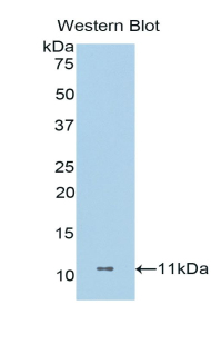 DCD / Dermcidin Antibody - Western blot of recombinant DCD / Dermcidin.  This image was taken for the unconjugated form of this product. Other forms have not been tested.