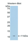 DCD / Dermcidin Antibody - Western blot of recombinant DCD / Dermcidin.  This image was taken for the unconjugated form of this product. Other forms have not been tested.