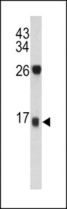 DCD / Dermcidin Antibody - Western blot of DCD antibody in T47D cell line lysates (35 ug/lane). DCD (arrow) was detected using the purified antibody.