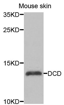DCD / Dermcidin Antibody - Western blot analysis of extracts of mouse skin cells.