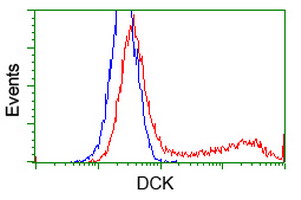 DCK / Deoxycytidine kinase Antibody - HEK293T cells transfected with either overexpress plasmid (Red) or empty vector control plasmid (Blue) were immunostained by anti-DCK antibody, and then analyzed by flow cytometry.