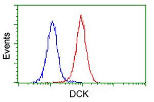 DCK / Deoxycytidine kinase Antibody - Flow cytometry of Jurkat cells, using anti-DCK antibody (Red), compared to a nonspecific negative control antibody (Blue).