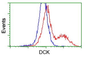 DCK / Deoxycytidine kinase Antibody - HEK293T cells transfected with either overexpress plasmid (Red) or empty vector control plasmid (Blue) were immunostained by anti-DCK antibody, and then analyzed by flow cytometry.