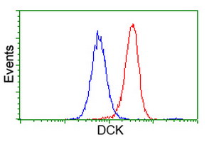 DCK / Deoxycytidine kinase Antibody - Flow cytometry of HeLa cells, using anti-DCK antibody (Red), compared to a nonspecific negative control antibody (Blue).