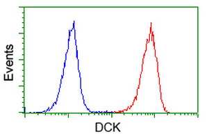 DCK / Deoxycytidine kinase Antibody - Flow cytometry of Jurkat cells, using anti-DCK antibody (Red), compared to a nonspecific negative control antibody (Blue).
