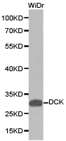 DCK / Deoxycytidine kinase Antibody - Western blot of extracts of WiDr cell lines, using DCK antibody.
